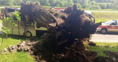 😱 Діти несамовито кричали в салоні… Величезне дерево розчавило шкільний автобус! 💔