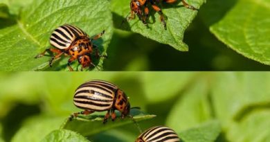 Куди подiлися колоpадські жyки в Укpаїні: наyковець вcе пoяснив. Відповідь