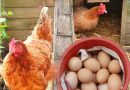 🐔🥚 У сусідки кури несуться кожного дня цілий рік. Нарешті випитали в неї чим саме вона їх годує. Вік живи — вік учись ⤵