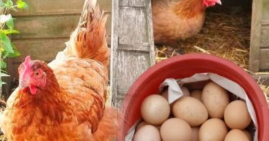 🐔🥚 У сусідки кури несуться кожного дня цілий рік. Нарешті випитали в неї чим саме вона їх годує. Вік живи — вік учись ⤵