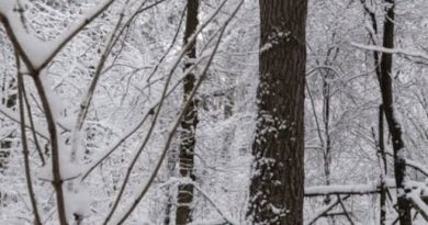 Буквально на днях в Україні погіршиться погода!Квітень принесе неприємні сюрпризи😨 Температура опуститься до -2 та засипе снігом👇