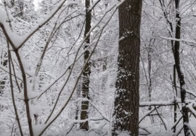 Буквально на днях в Україні погіршиться погода!Квітень принесе неприємні сюрпризи😨 Температура опуститься до -2 та засипе снігом👇