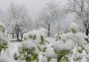 Такого не пам’ятають навіть старожили! Сьогодні 27.04.26 сніг людям позамітав весь урожай