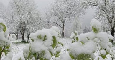 Такого не пам’ятають навіть старожили! Сьогодні 27.04.26 сніг людям позамітав весь урожай