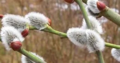 ✅😨Пoгoдa здuвyє — щo бyдe нa Вepбнy нeдiлю👇