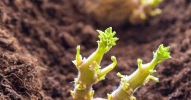 Коли садити картоплю за місячним календарем у квітні 2026 року