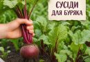 Саджайте ці культури поруч зі буряком — і він виросте великим, соковитим і солодким