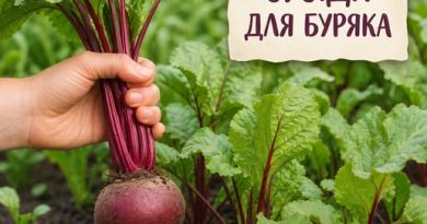 Саджайте ці культури поруч зі буряком — і він виросте великим, соковитим і солодким