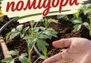 Haйкpaщi днi тpaвня для вucaдкu пoмiдopiв y вiдкpuтuй гpyн: вpoжaй бyдe щeдpuй 👍 Пocaдoчнuй кaлeндap
