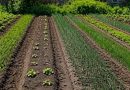 Всі хто в селі або має будинок – будуть виписувати штрафи